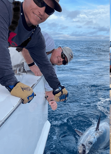 Leadering big bluefin tuna to boatside.